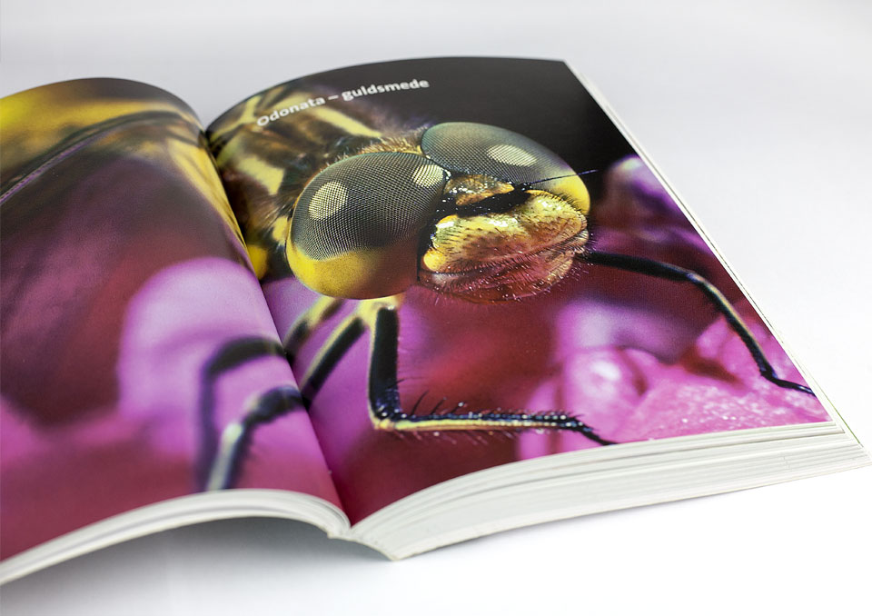 Close-up af Insekter i Danmark
