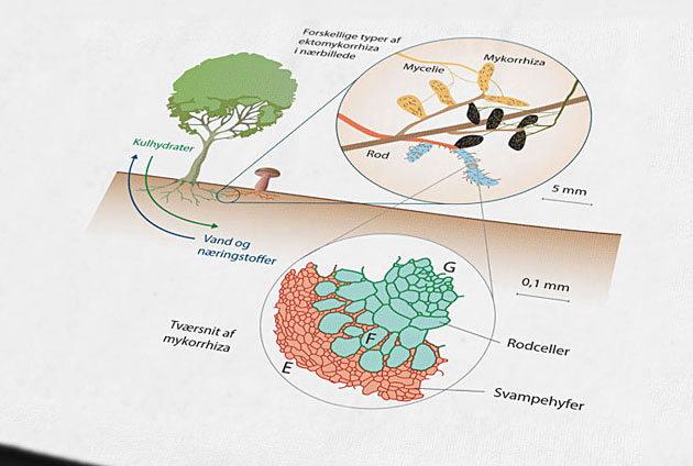Illustrationer af naturen