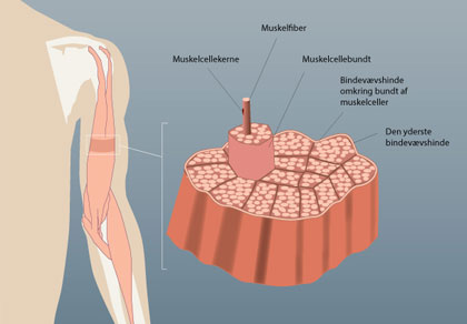 Bioportal - Gyldendal