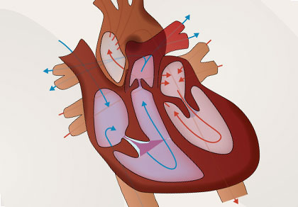 Bioportal - Gyldendal